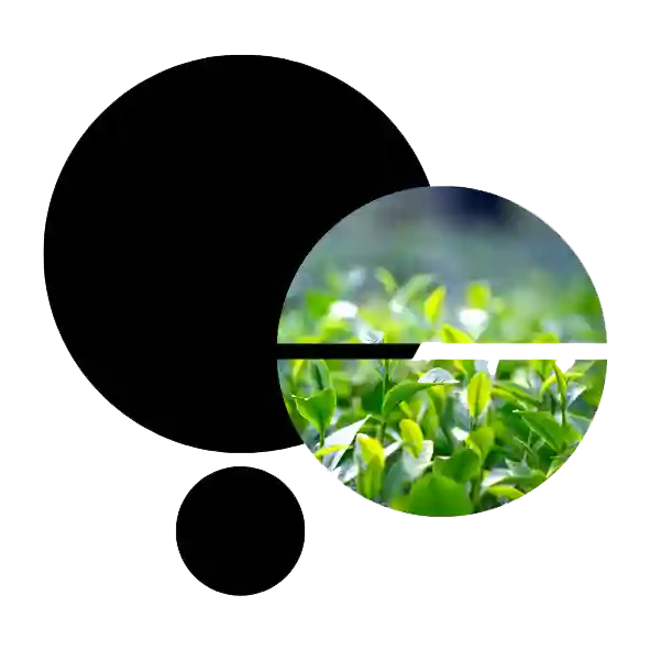 FICHE I Le concept de bioéconomie de Georgescu-Roegen